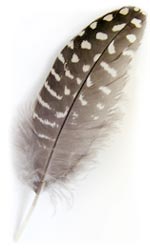 feathers