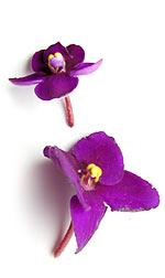 magenta african violet blossoms