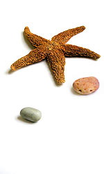 starfish and pebbles