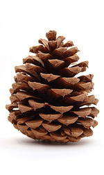 pine cones