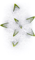 tulips sprouting through snow