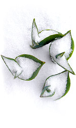 tulips sprouting through snow