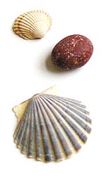 shells