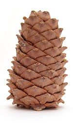 large pine cone