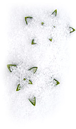 tulip shoots coming through the snow