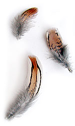 pheasant feathers