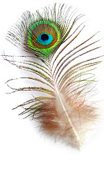 peacock feathers