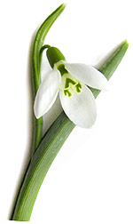 snowdrop