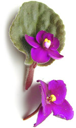 magenta african violet blossoms