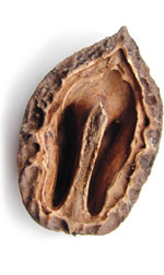 walnut shell