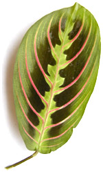 houseplant leaf