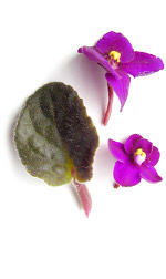 magenta African violet