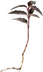 wintergreen