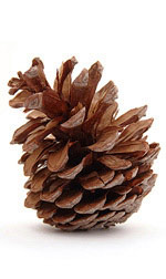 pine cone