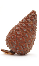 closed pine cone