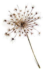 dried queen anne's lace