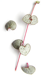 eucalyptus twig