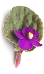 magenta african violet flower and leaf