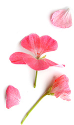 pink geranium