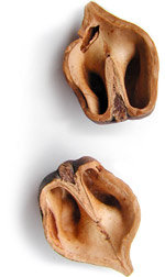 heartnut shells