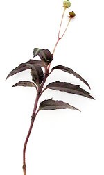 wintergreen twig