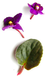 purple african violet blossoms and leaf