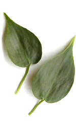philodendron leaves