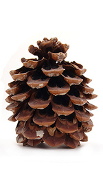 pine cone