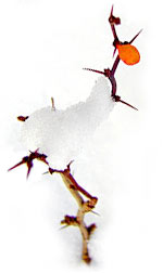 barberry in the snow
