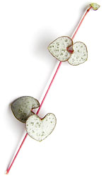 eucalyptus branch