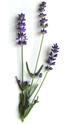 Lavender flowers