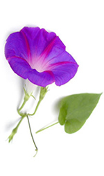 Purple morning glory flower
