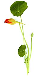 orange nasturtium bud and leaves