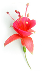 pink fuschia flower