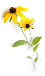 black-eyed susan flowers