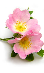 two wild pink roses