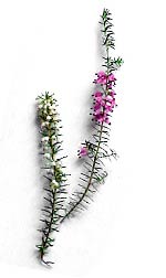 sprays of white and pink heather