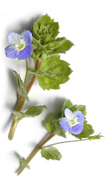 blue violets