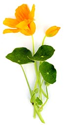 yellow nasturtium flower