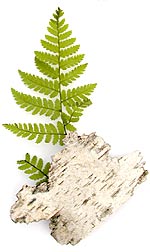 birch bark and light green fern