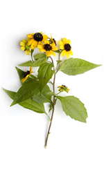 black-eyed susan flowers