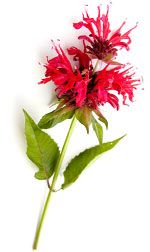 red bergamot flower