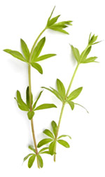 light green leaves