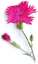 pink carnation