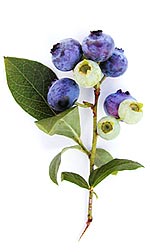 sprig of blueberries