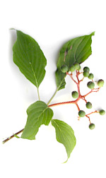 green leaves and berries