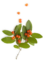 red bird berries and green leaves