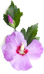 pink rose of sharon flower