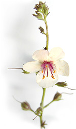 white flower with pink stamens