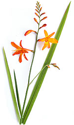 spray of orange freesia